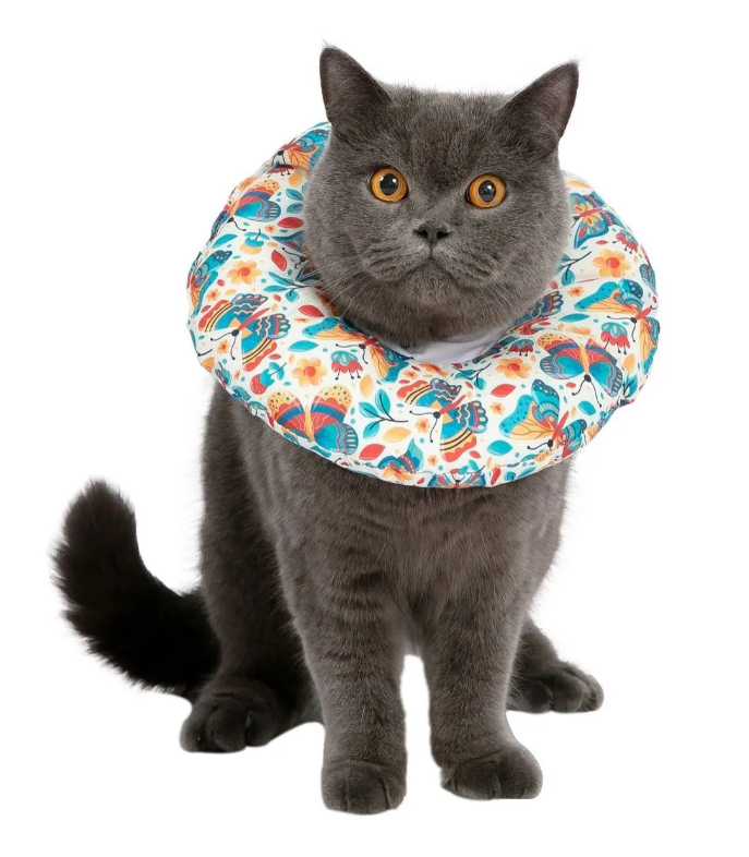 gato